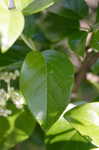 Climbing hydrangea